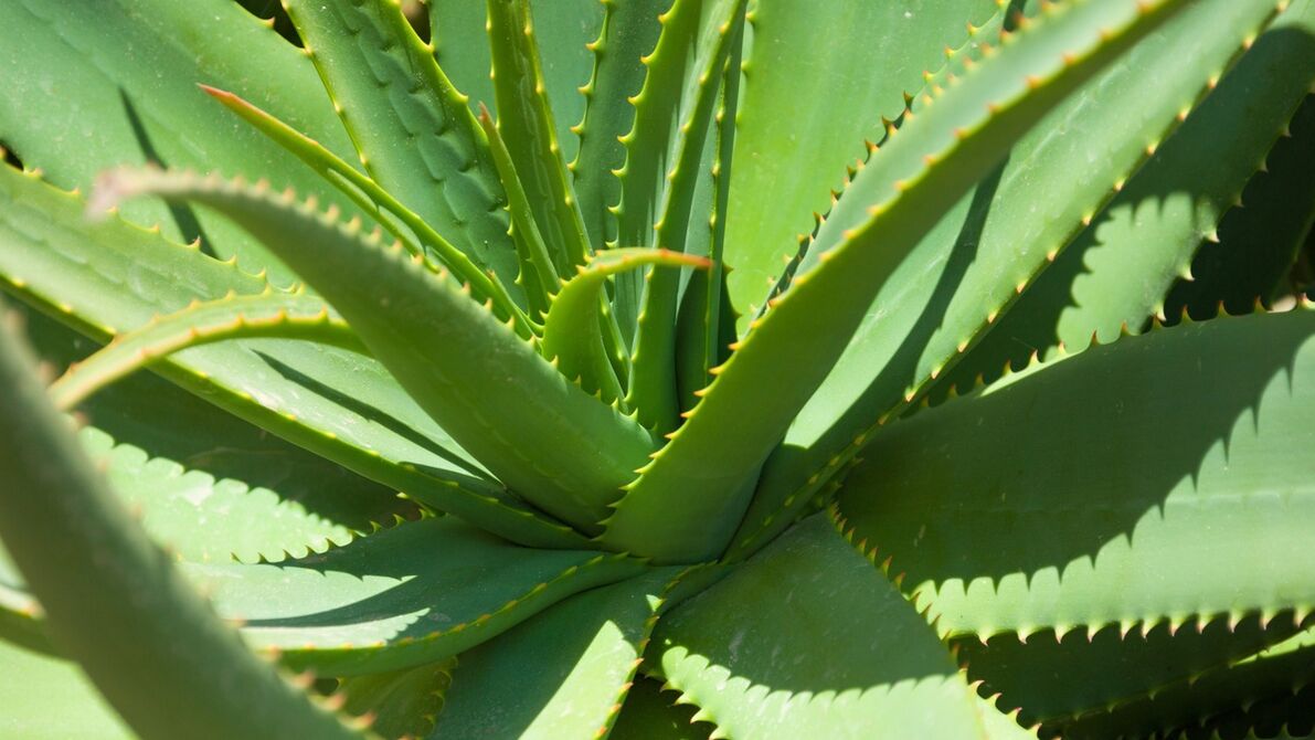 aloea Hondrofrosten