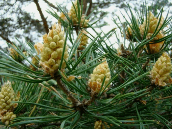 Pinu infusioa